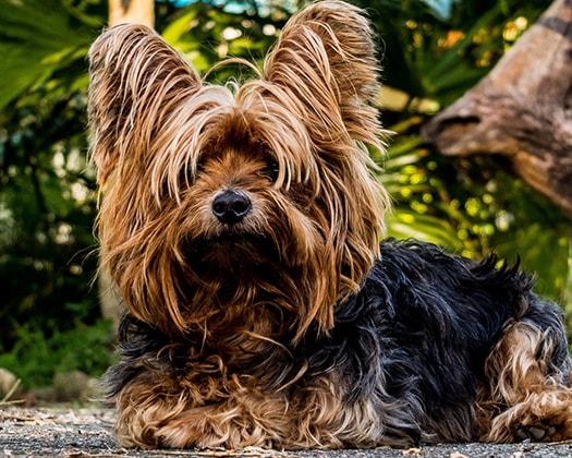 Yorkshire Terrier