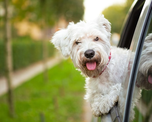 Hund lehnt während der Autofahrt aus dem Fenster