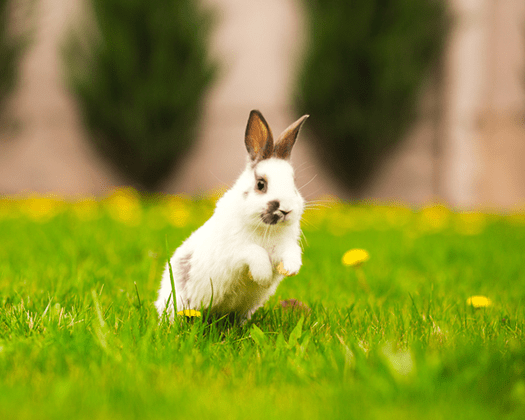 Weißer Hase auf Wiese