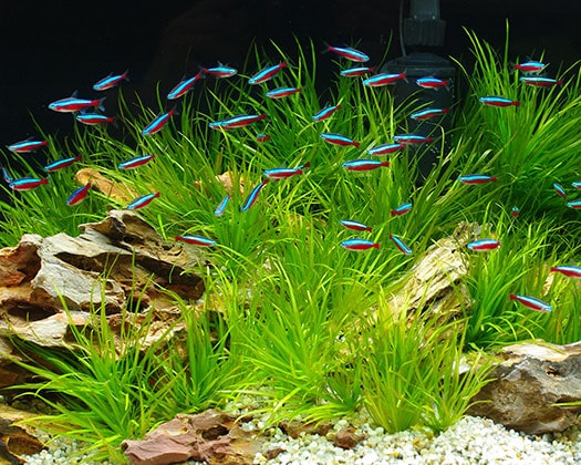 Aquarium Fische vor Pflanzen